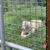 White Tiger at the National Tiger Sanctuary in Branson