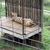 Laying Tiger at National Tiger Sanctuary in Branson