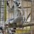 A lemur is sitting behind a metal cage, clutching onto a wooden beam and seemingly looking out with a pensive expression.