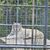 A white tiger is resting behind a metal grid enclosure, partially obscured by the bars from the viewer's perspective.