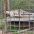 A tiger is resting on a platform inside a cage with a background of greenery.