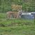 A tiger is standing inside an enclosure, looking out through the metal grid fence that surrounds it.