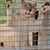 A person is feeding a piece of meat to a lioness through a cage while two alpacas look on from behind.