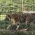 National Tiger Sanctuary - big tiger.