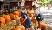 Two children are selecting pumpkins from a pumpkin patch at a farm.