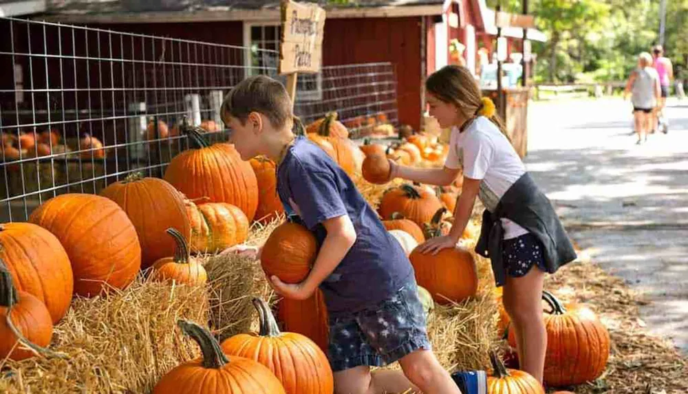 Two children are selecting pumpkins from a pumpkin patch at a farm